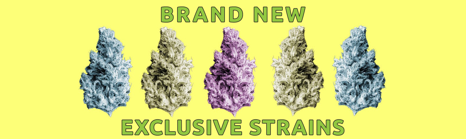 best-weed-strains-right-now wide-1600x480