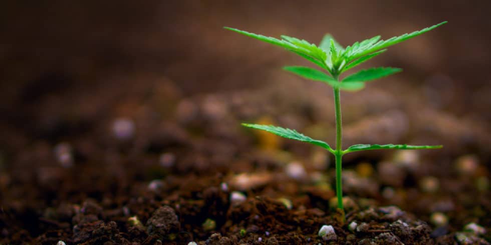 You are currently viewing How to Grow Cannabis from Seed: A Crash Course