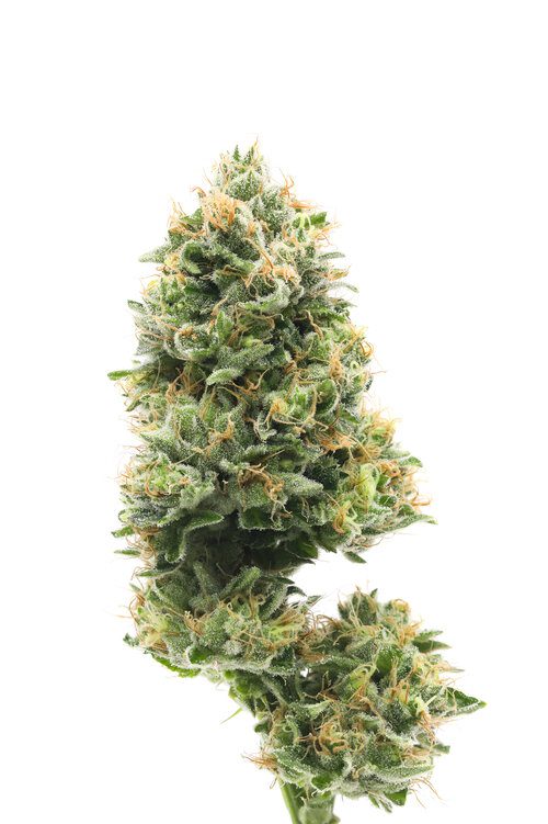 blue-cheesejpeg - My Green Library Weed Delivery